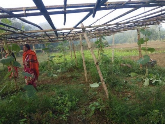Farmer's Crops Damaged by BJP hooligans for Voting CPI-M Farmer's Crops Damaged by BJP hooligans for Voting CPI-M